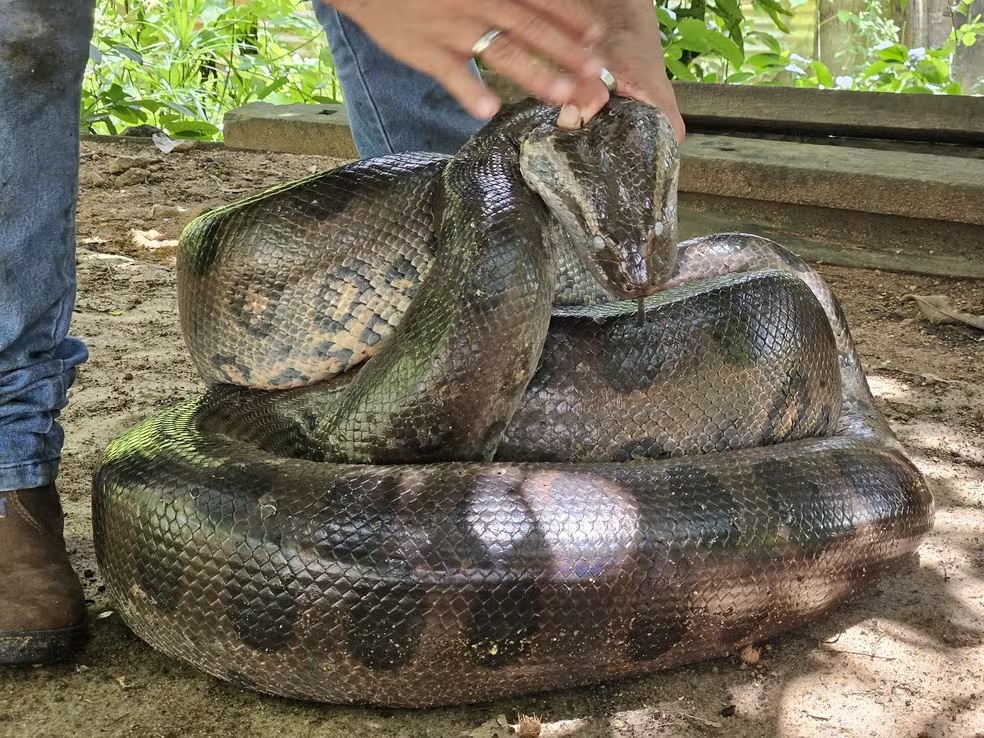 Sucuri gigante é resgatada em área urbana de Porto Velho