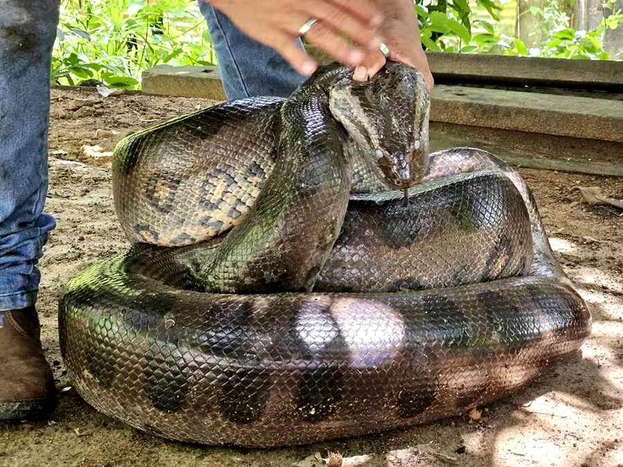 Sucuri de quatro metros é resgatada em bairro de Porto Velho 