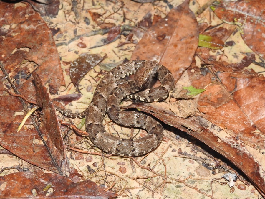 Prefeitura alerta para a presença de animais peçonhentos no período chuvoso