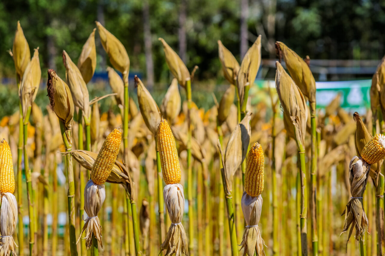 RO registra PIB de R$ 76,4 bilhões e se mantém entre as maiores economias do Norte
