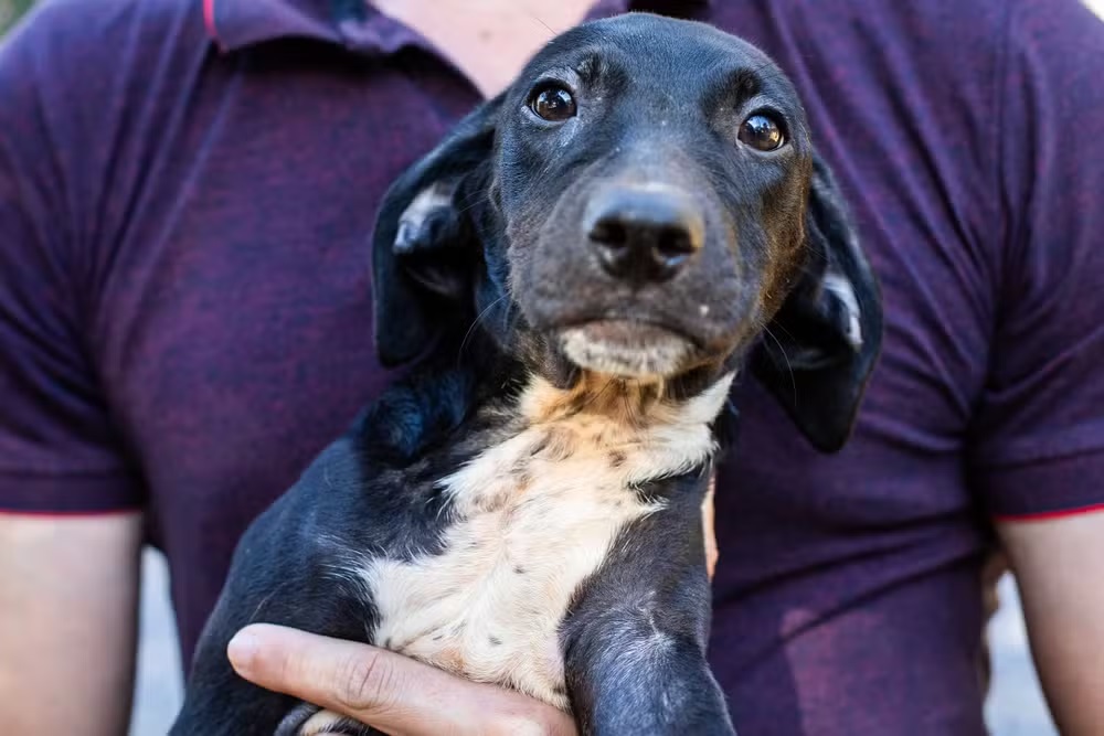 Campanha de vacinação antirrábica em cães e gatos será realizada em Porto Velho 
