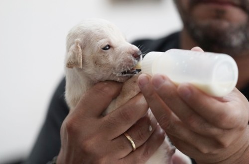Adoção cresce, mas abandono ainda preocupa e mobiliza ações da Sema, em Porto Velho