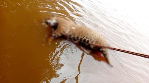 Onça-pintada é encontrada morta a tiros e sem presas no rio Guaporé em Cabixi