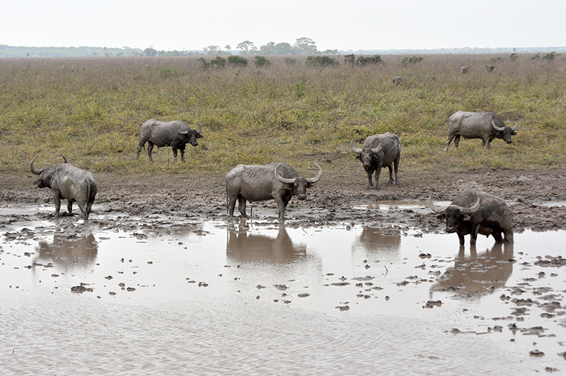 CMBio acende alerta ambiental e investiga impactos de búfalos selvagens em RO