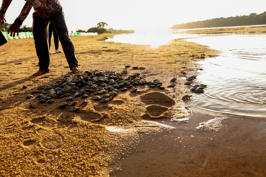 Vale do Guaporé: Projeto apoiado pela Energisa fortalece preservação de quelônios em Rondônia