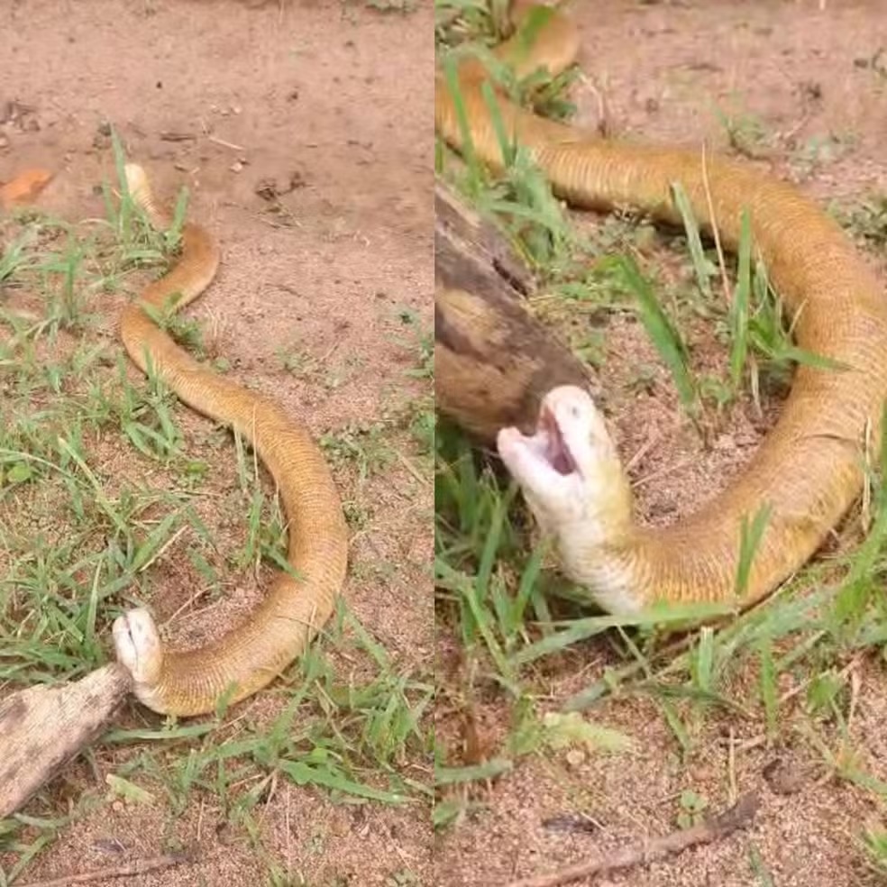 Animal raro surpreende e revela curiosidades da chamada cobra-de-duas-cabeças