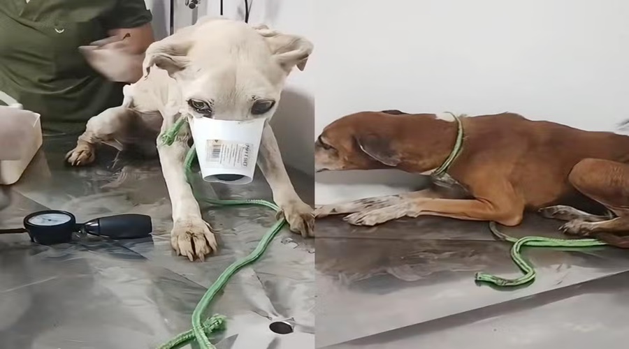 Animais desnutridos são resgatados em Porto Velho; tutor é preso por maus-tratos
