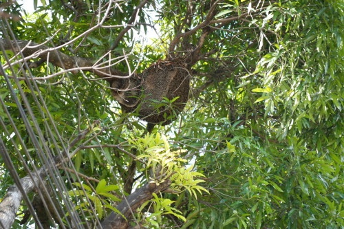 Poda irregular expõe enxame e mobiliza equipes para remoção segura