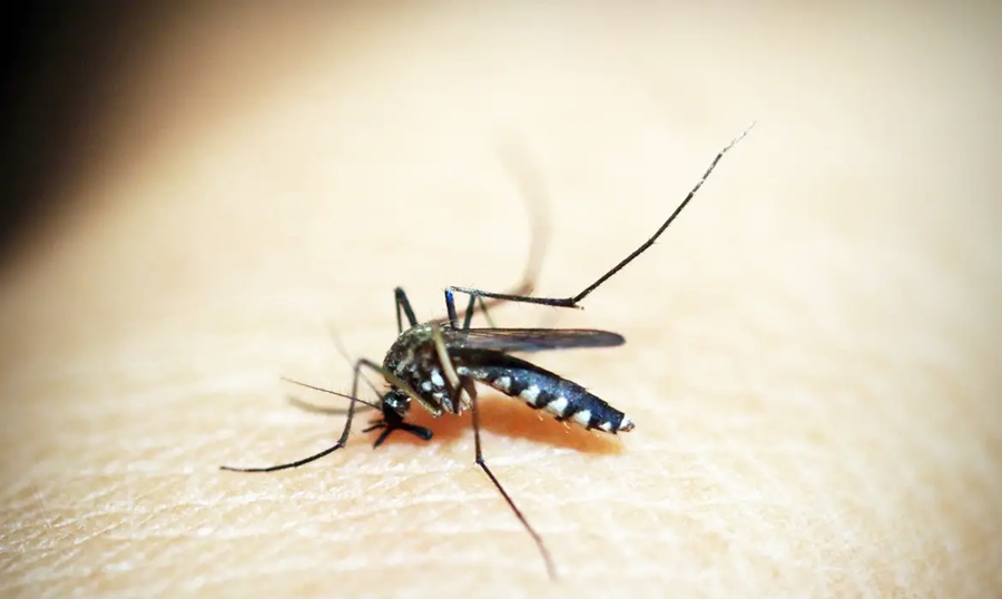 Brasileiros publicam maior estudo já feito sobre sequelas do zika