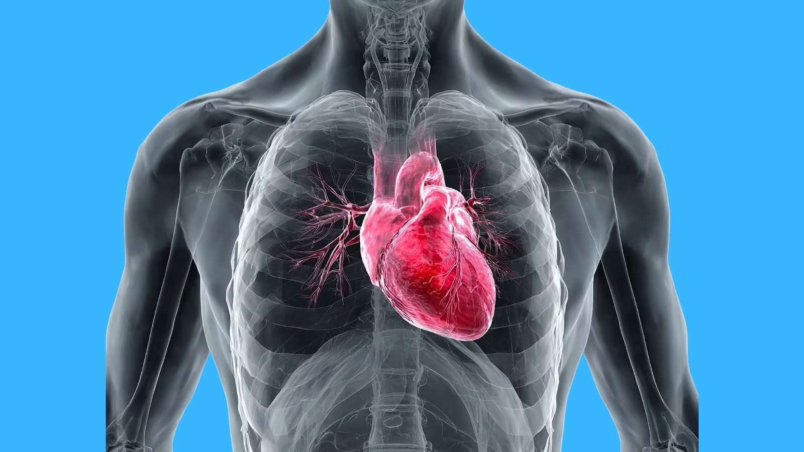 Diabetes tipo 2 remodela o coração humano e acelera falência cardíaca; revela estudo
