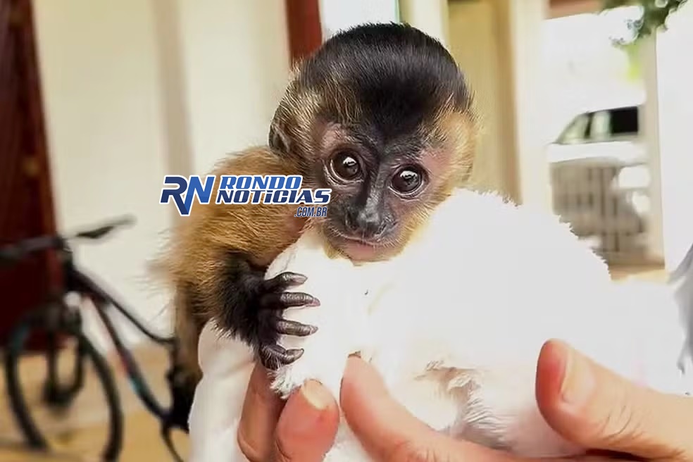 Filhote de macaco-prego é encontrado debilitado após se separar da mãe em RO