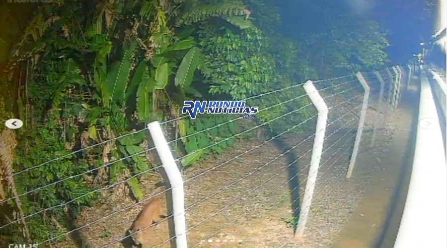 Onça-parda é flagrada em área urbana de Porto Velho e prefeitura reforça ações de monitoramento