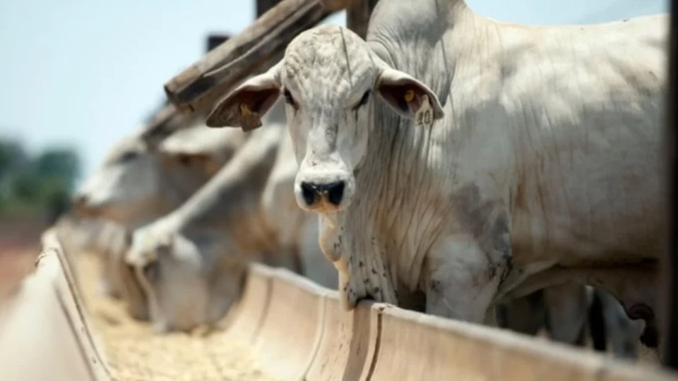 Rondônia registra recorde no abate de bovinos e se consolida como potência 