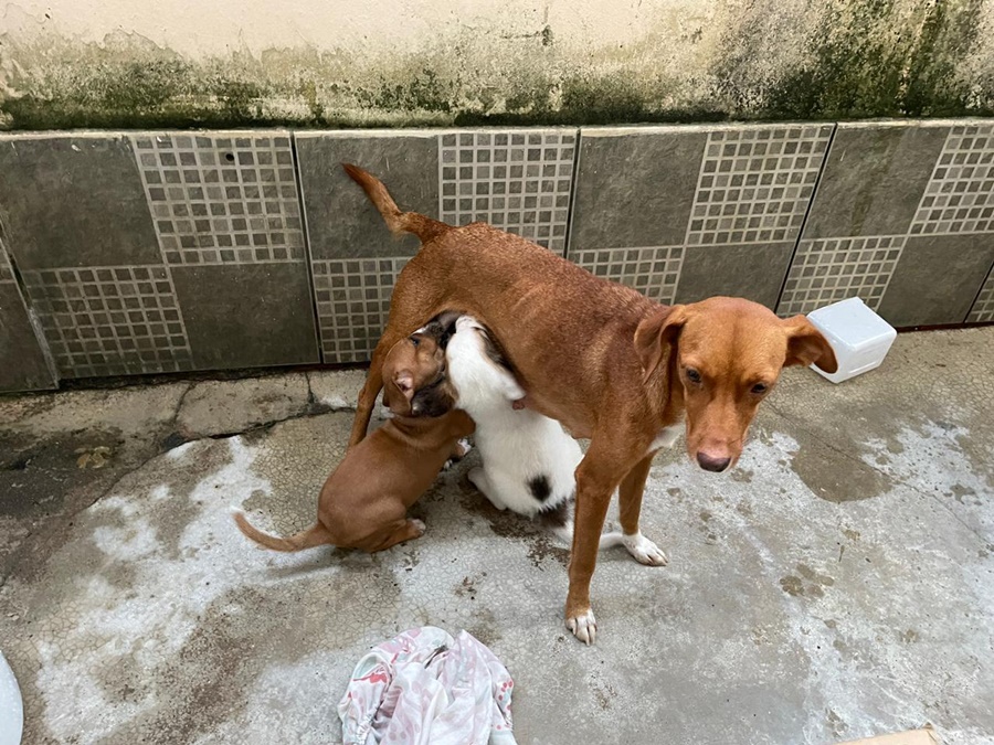 Prefeitura de Porto Velho resgata cães abandonados após denúncia