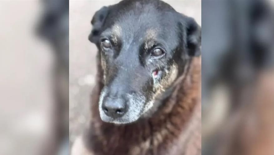 Caso Orelha: Polícia indicia pais e tio de adolescentes; MP/SC segue apuração