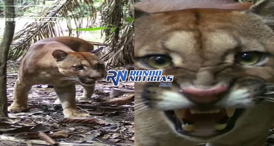 Onça é flagrada seguindo rastro de pescador durante pescaria em Jaci-Paraná