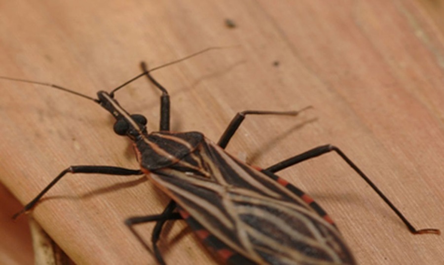 Ananindeua, no Pará, tem surto de casos da doença de Chagas