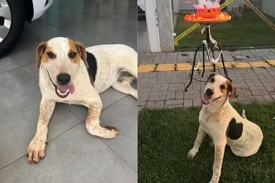 ‘Abacate’: cão comunitário é morto a tiros no Paraná em mais um episódio de violência contra animais