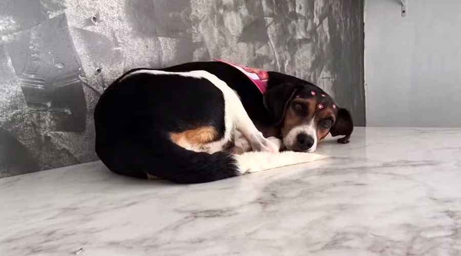 Cadela resgatada em Vilhena é diagnosticada com câncer e batizada de Vitória