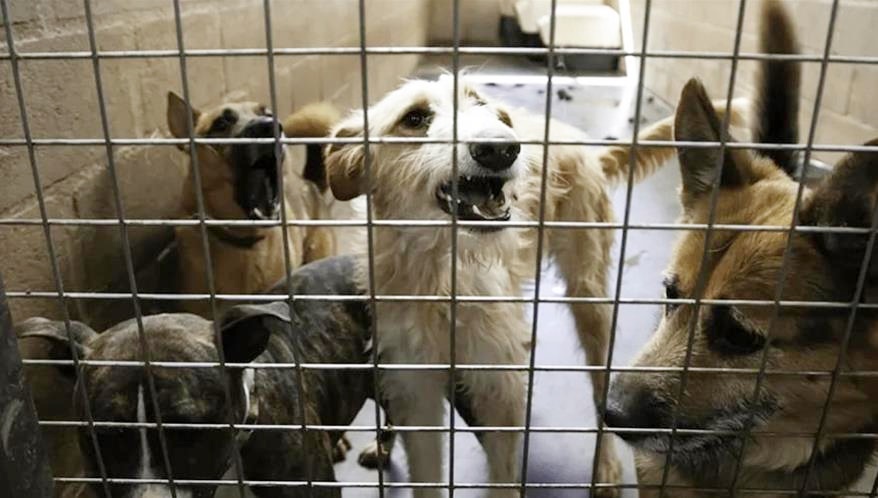 Juíza condena comerciante a prisão por maus-tratos a 26 cães