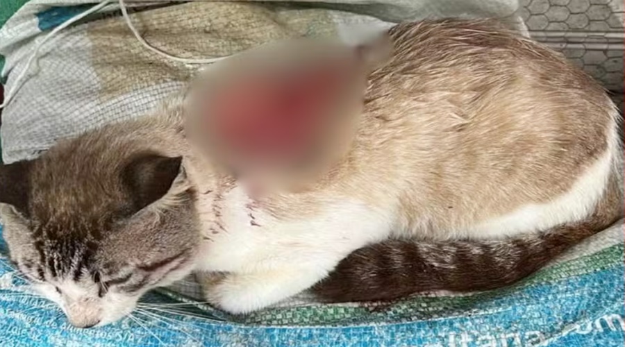 Gata é morta a golpe de facão e caso mobiliza investigação por maus-tratos em Vilhena