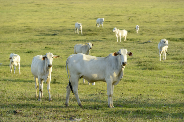 Concessionária terá de indenizar por morte de animais eletrocutados
