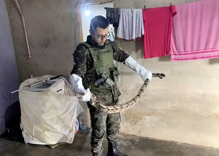 Jiboia é flagrada escondida em máquina de lavar em residência de Alta Floresta d’Oeste
