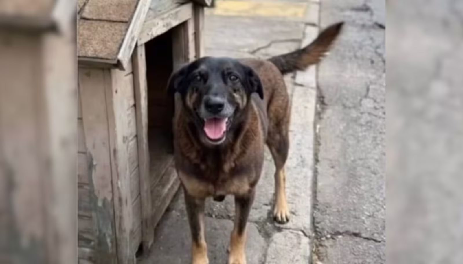 Governo quer capacitar forças de segurança contra maus-tratos a animais