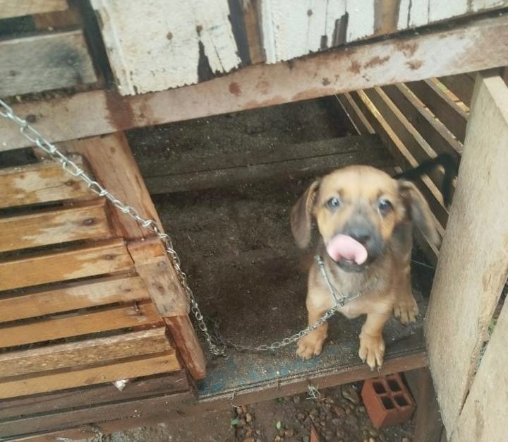 Cães são encontrados em condições degradantes e mulher é conduzida por maus-tratos em RO