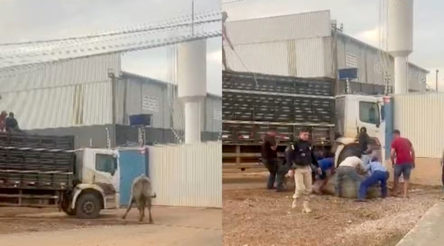 Boi foge de caminhão, invade a BR-364 e morre após ser capturado em Porto Velho