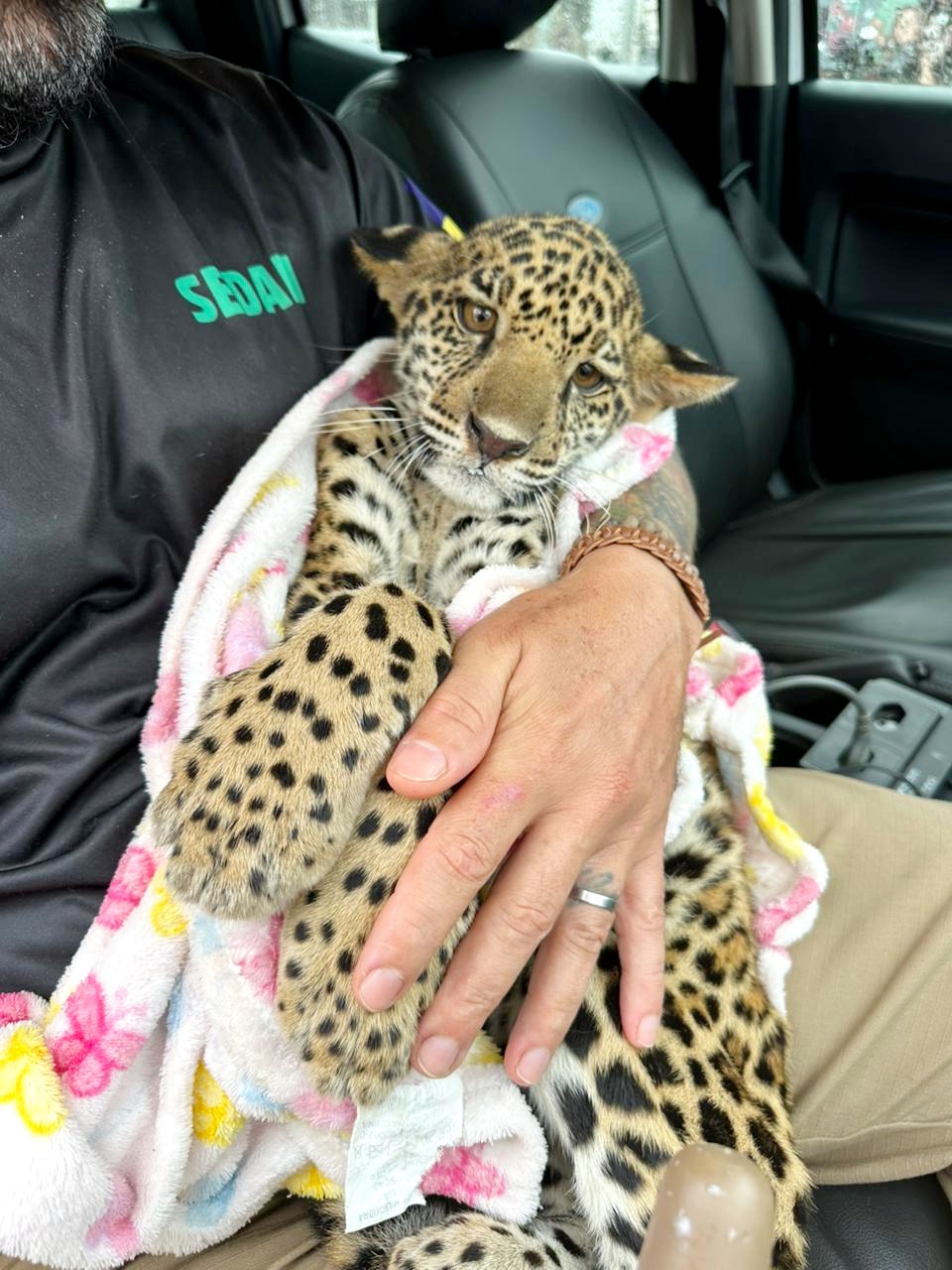 Filhote de Onça-pintada é resgatado debilitado em Machadinho do Oeste e levado para reabilitação