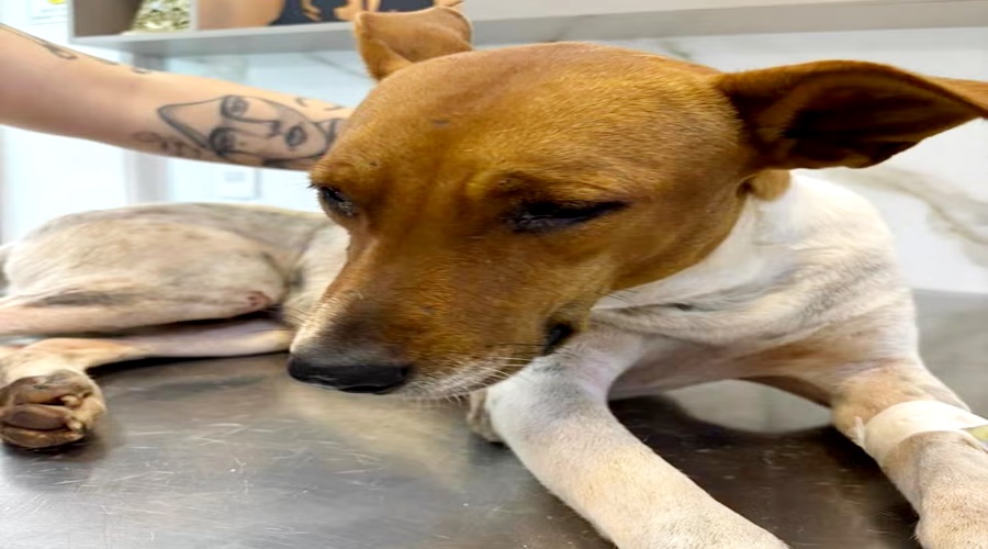 Cachorro comunitário morre após sofrer agressão em Cacoal e caso é apurado pela polícia