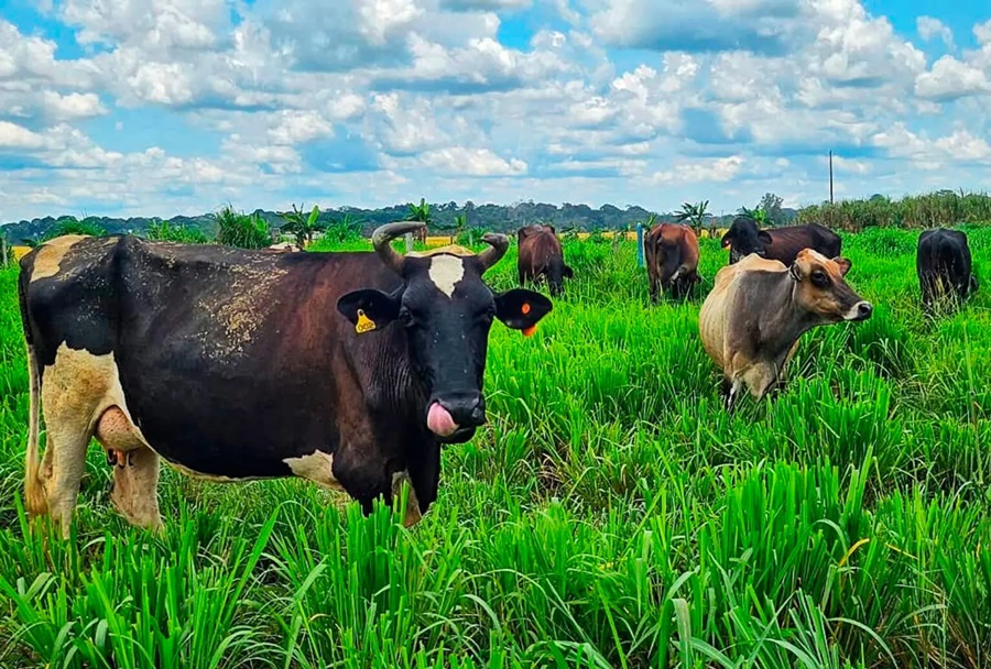 Governo de RO promove reunião para reativação da Câmara Setorial do Leite, no dia 20 de fevereiro