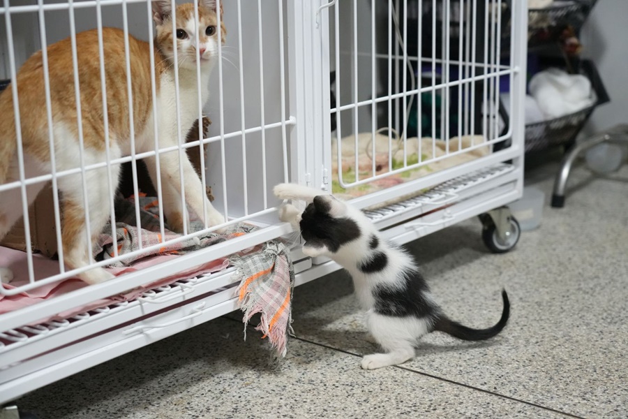 Clínica de Bem-Estar Animal é referência no atendimento de felinos 