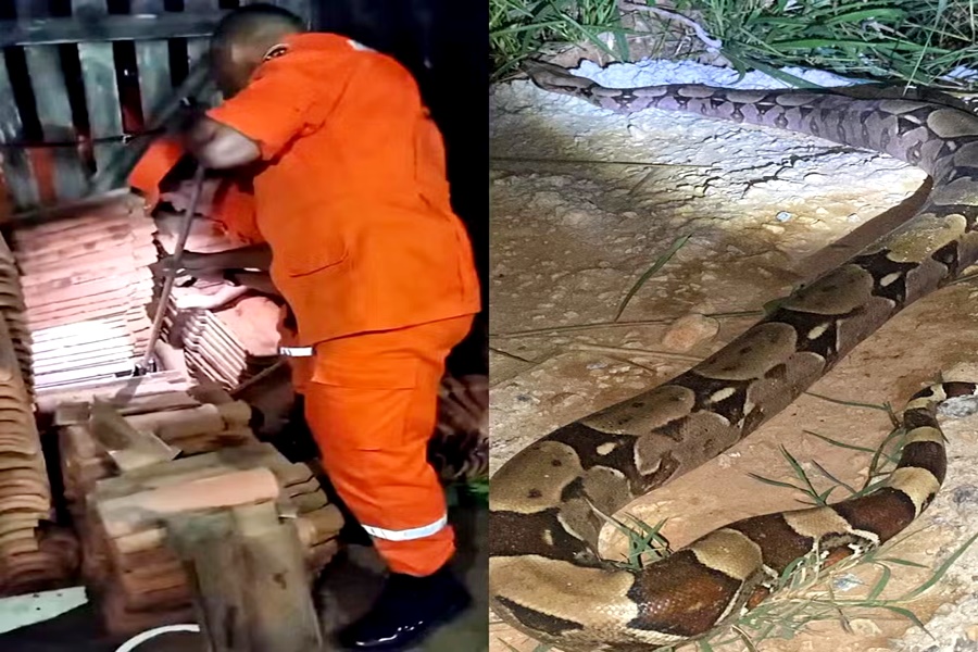 Jiboia é resgatada dentro de residência em Ji-Paraná e devolvida à natureza