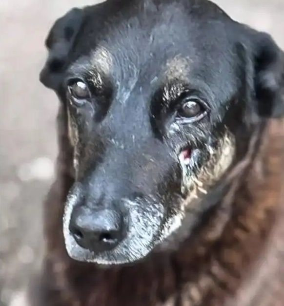 Hospital veterinário municipal passa a funcionar 24 horas em São Paulo