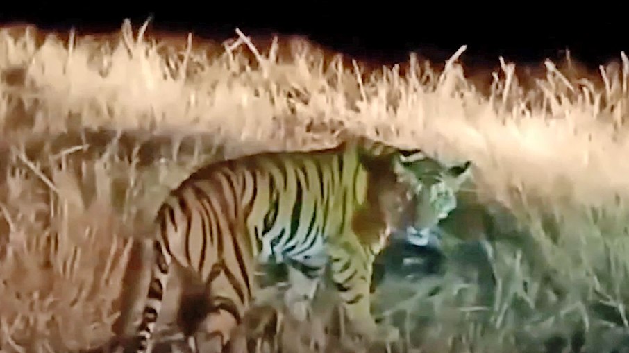 Santuário de tigres na Tailândia registra 72 mortes por vírus da cinomose e bactérias