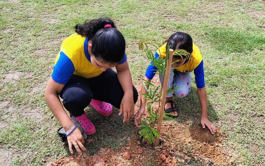 Plantio de árvores é feito na Praça da Juventude, em Porto Velho
