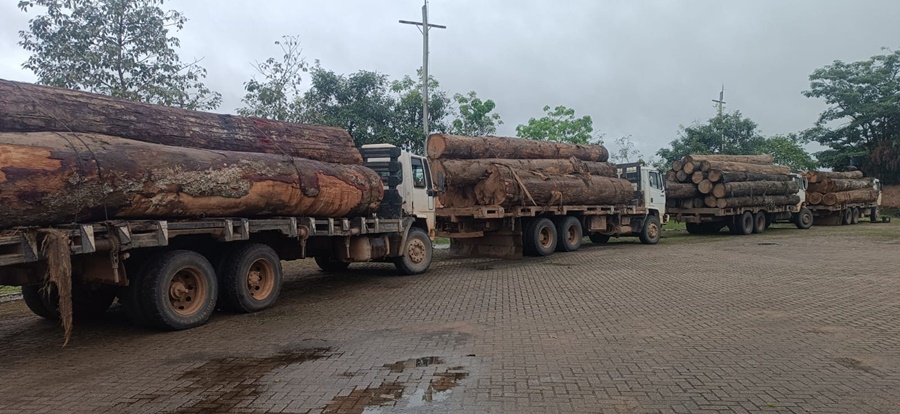 Operação na BR-364 apreende quatro caminhões e mais de 100 m³ de madeira ilegal em Porto Velho