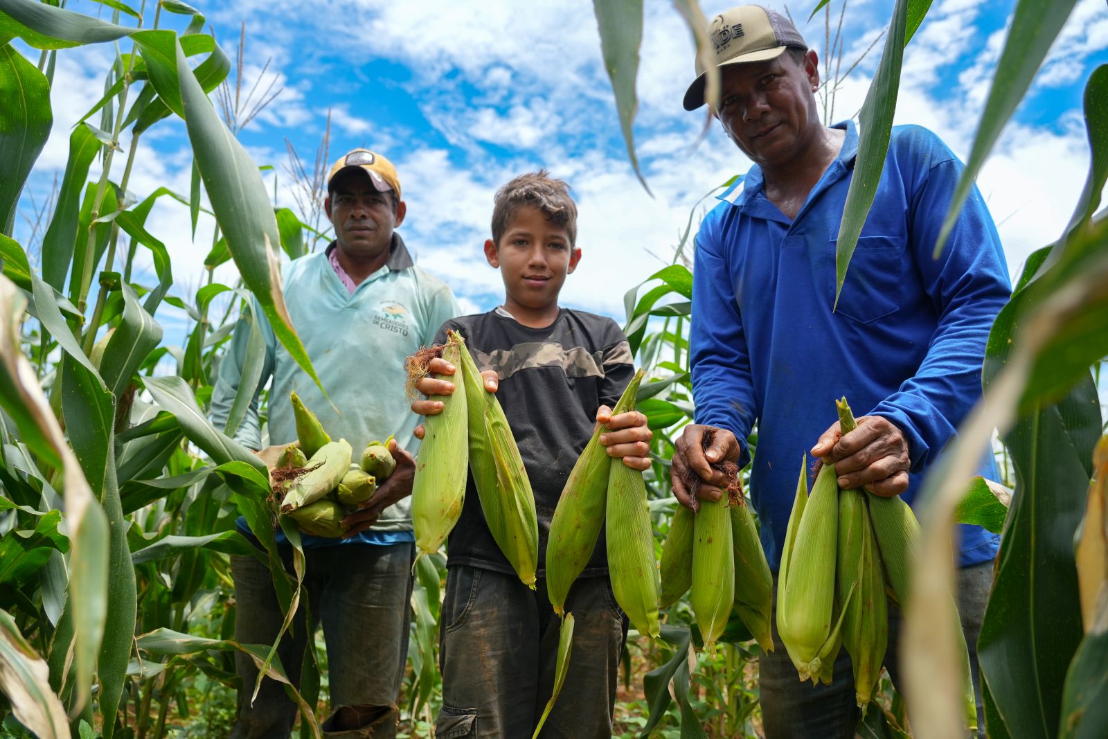 Cultivo do milho fortalece agricultura no Distrito de União Bandeirantes
