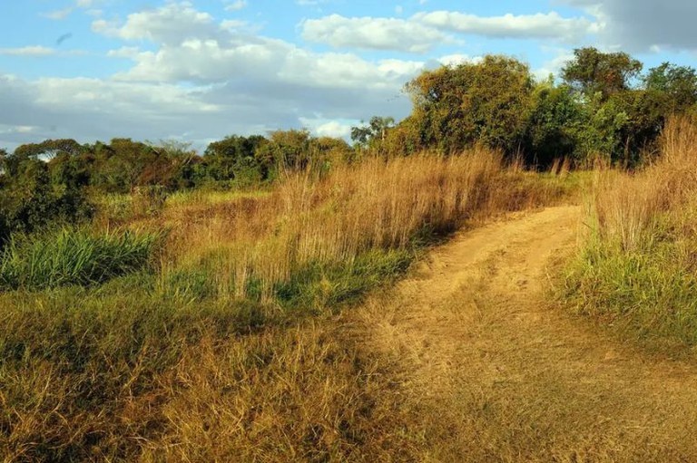 Justiça reconhece fazenda em Rondônia como área pública após manifestação do MPF