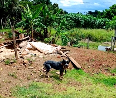 Homem é preso após ferir cachorro com roçadeira no município de Colorado do Oeste