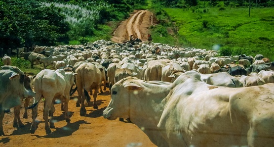 Rondônia corta ICMS do gado e busca ampliar competitividade da pecuária
