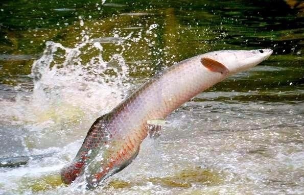 Ibama libera abate sem limite e pirarucu vira espécie invasora no rio Madeira em Porto Velho