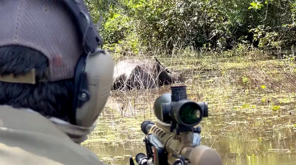 Justiça federal barra abate de búfalos e impõe multa de R$ 100 mil em Rondônia