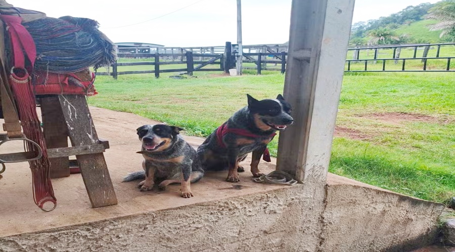Cachorro mutilado por roçadeira se recupera, ganha novo lar e agressor acaba preso