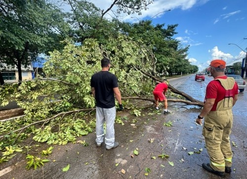 Saiba como acionar atendimento em casos de risco de queda de árvores, em Porto Velho