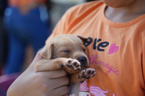 Feira de adoção realizada em Porto Velho garante novos lares para cães e gatos 