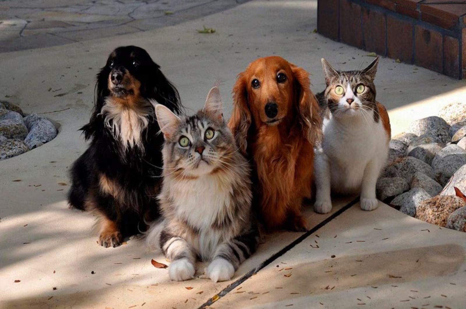 Governo publica lei que institui guarda compartilhada de pets
