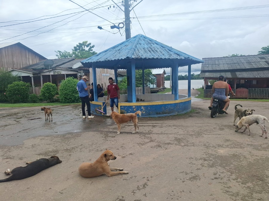 Castração de cães e gatos vai reduzir população errante no Baixo Madeira